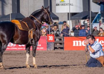 Da aposentadoria para ser hexacampeão: veja a história e trajetória do 'Cavalo das Américas'