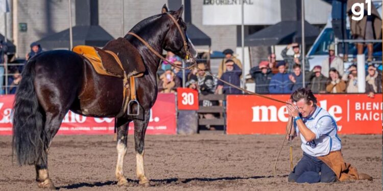 Da aposentadoria para ser hexacampeão: veja a história e trajetória do 'Cavalo das Américas'